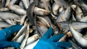 Из-за санкций США против России пострадают американские потребители рыбы